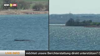 LIVE: Buckelwal "Hope" vor der Insel Poel - Tag 17 -