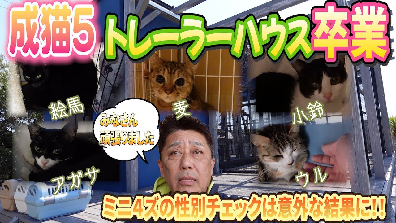【里親探し】成猫たち旅立ち〜残された母子の絆〜