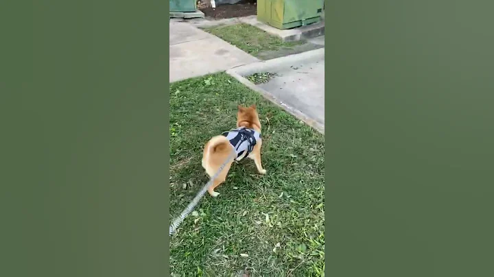 jiggly dog 🐶 #doglover #cute #shibainu #dog #shorts #puppy #doggo #shiba #cutedog