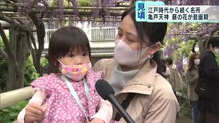 コロナ禍でも季節の美 「藤の花」咲き誇る