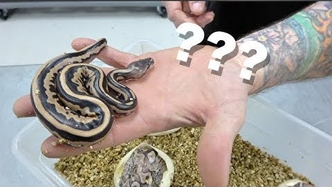 Enhancer Clutch Update !! And More Ball Python Egg Cutting