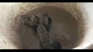 Super Mousetrap Get Rid Of Mice And Rast