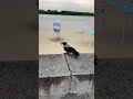 Daw bird by the river