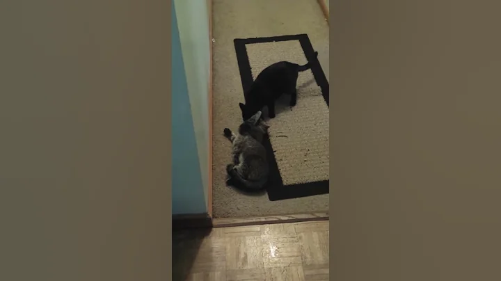 Mama cat pulling her baby, Mama says come on