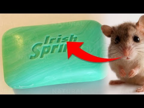 Video: Skleníkové hlodavce – Ako sa zbaviť myší v skleníku