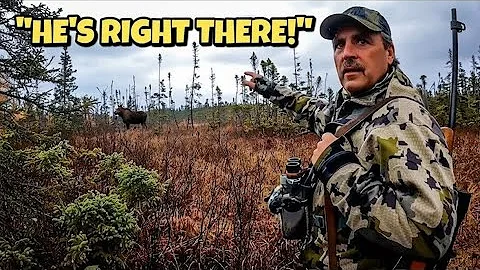Awesome MOOSE HUNT in the Thick Woods of Newfoundland! 