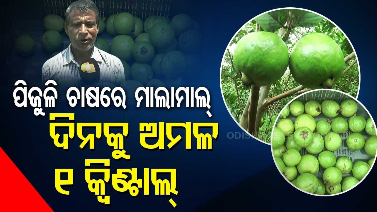 Special Story | Two farmer brothers show the way through guava cultivation in Odisha's Puri