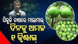 Special Story | Two farmer brothers show the way through guava cultivation in Odisha's Puri