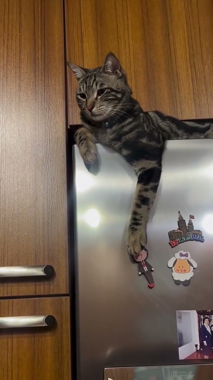 C magnifique vidéo chat nature oronge