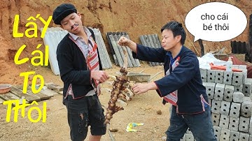 phim hài ngắn dân tộc dao đỏ con rể hài hước và nhạc gia bản full