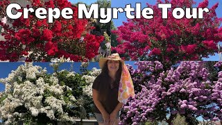 Crepe Myrtle Tree TOUR  Massive Blooms & Color!