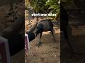 bolne wala kauaa #funnyanimal #crow #speakingbird #birdsounds #india