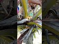 Native Juice Drink Making Highlights#37 #coconuttoddy #tuak #amazingskills