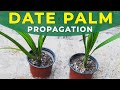 GROWING DATE PALM FROM SEEDS | PROPAGATION, CARE FOR SEEDLINGS