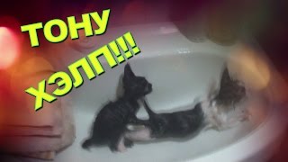 Спасаем котят - Серия 11 КОТЯТА КУПАЮТСЯ И СУШАТСЯ Спасаем котят - Серия 11 КОТЯТА КУПАЮТСЯ И СУШАТСЯ