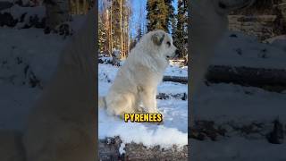 Great Pyrenees  The perfect guardian dog #guarddog #dog