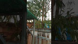 Bamboo tree,  short feed