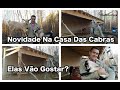 Novidade Na Casa Das Cabras Elas Vão Gostar? / What's New At the Goats House Will They Like It?