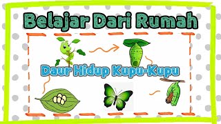 Daur Hidup Kupu-Kupu || Metamorfosis Kupu-Kupu