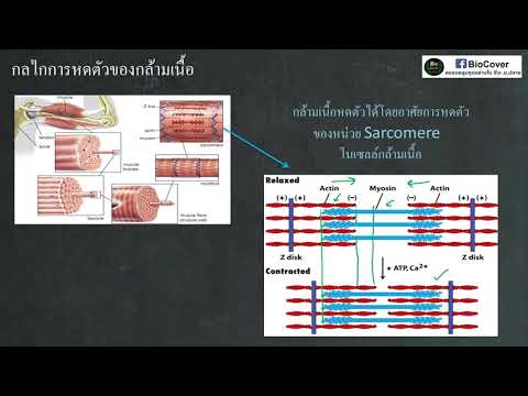 วีดีโอ: การหดตัวคืออะไร