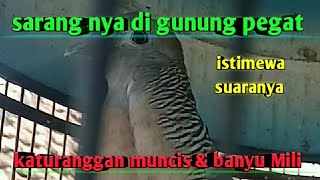 Suara perkutut lokal bersarang di pe gunungan,  katuranggan muncis dobel banyumili