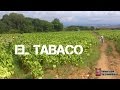 CULTIVO DE TABACO - video practico HD