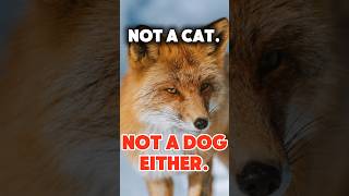 Foxes Are Dog-Cats With A Superpower