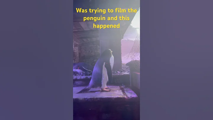 Penguin stinker 💩 #funny #poop #penguin #deep #aquarium #animalshorts