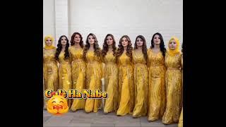 Gulê Ha Nabe / Kürtçe Halay/En Güzel Kürtçe Ai Müzik/Govend/ Yeni Ve En Trend Müzik