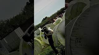 Pb Clips Mashed Together Pt1