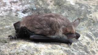 Natterer's Bat  The British Mammal Guide