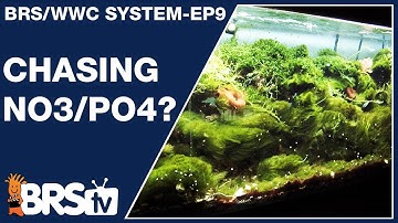 Ep9: Best nitrate and phosphate level for a reef tank ?  - The BRS/WWC System