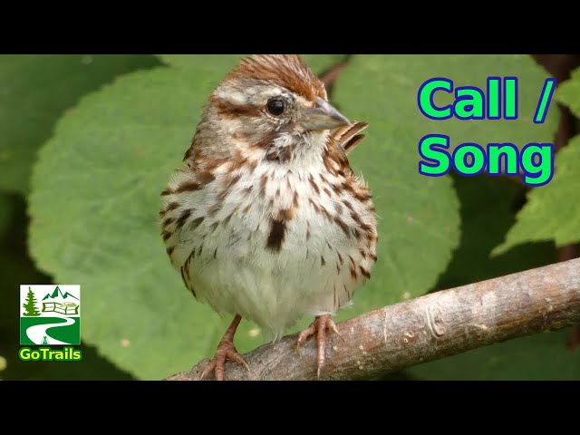 Song sparrow singing / call sounds | Bird class=