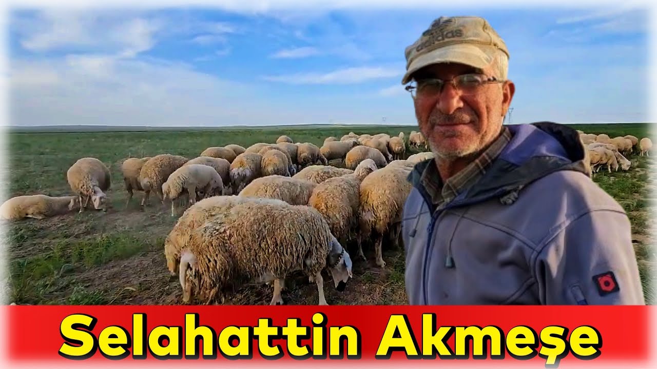 SELAHATTİN  AKMEŞE - ARAZİDE BİZE KUZU KESTİ, ORTAM HARİKA