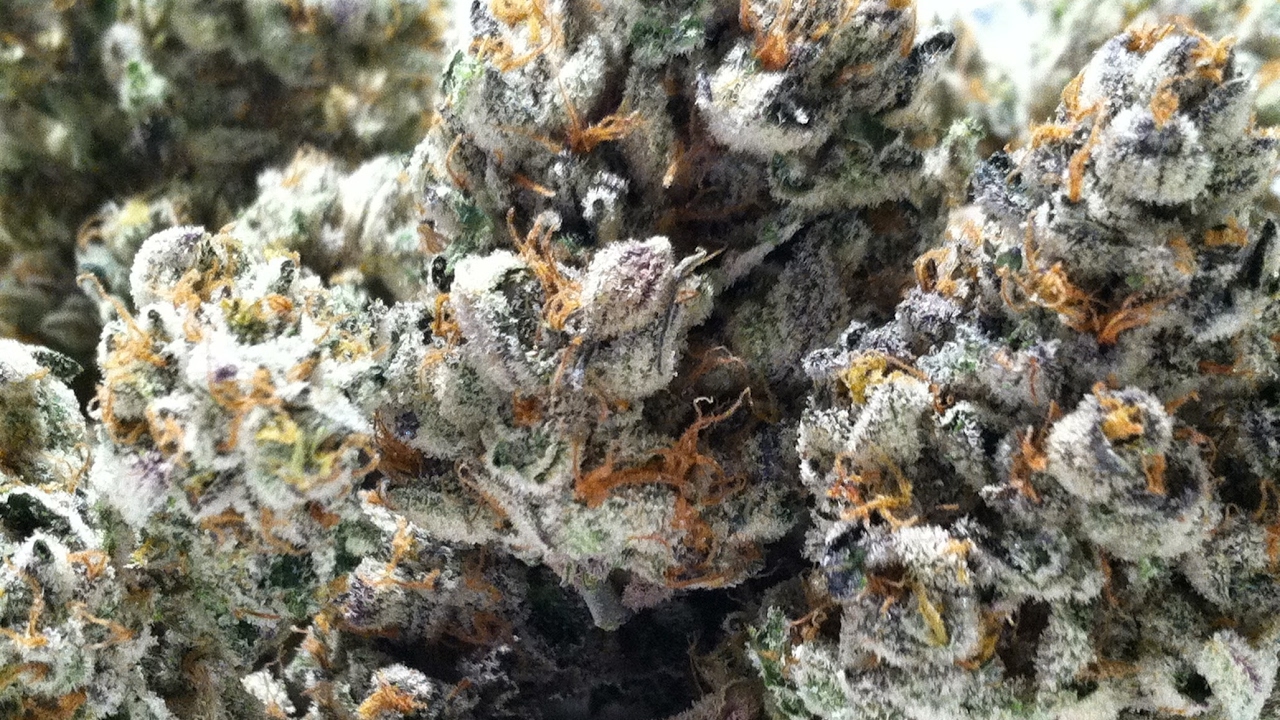 RareDank's Live PS4 Broadcast