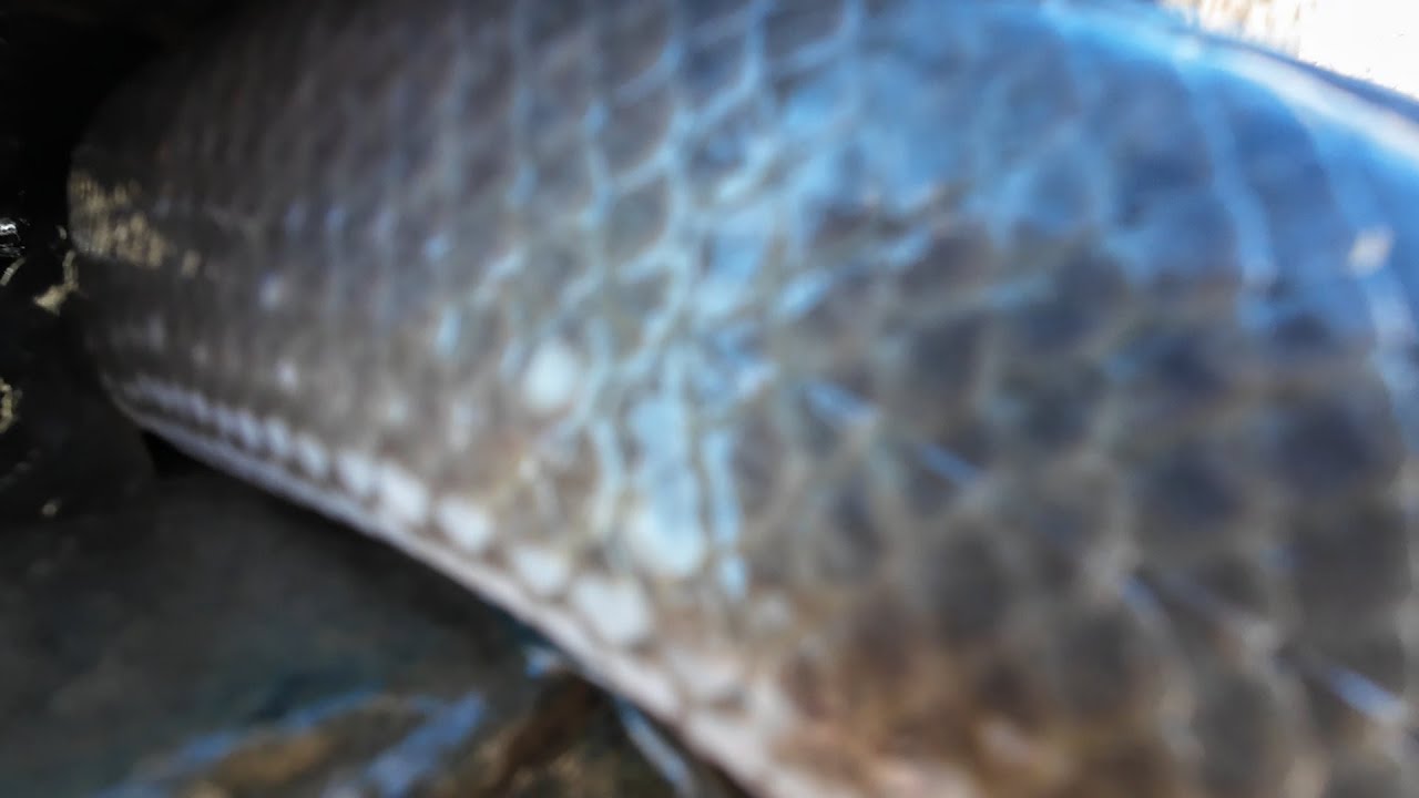 ตืกแหในหนอง ปลาเต็มโกนวิถีชาวบ้าน