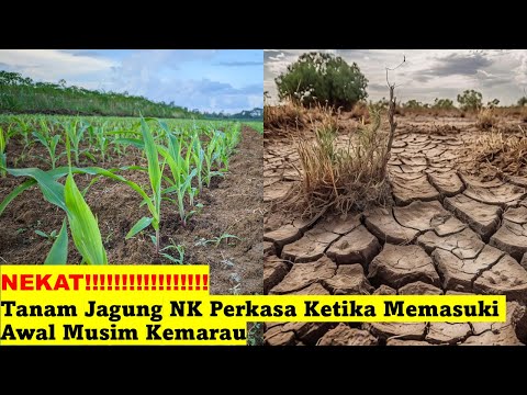 Jagung Kemarau