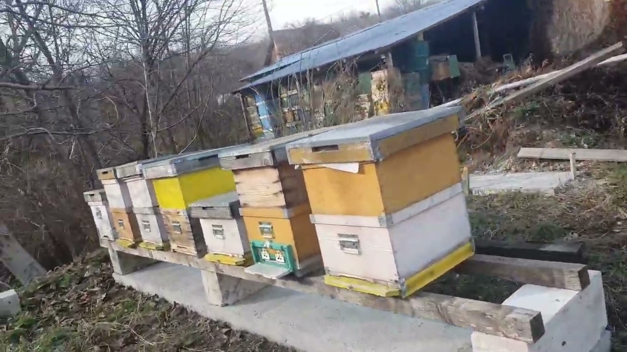 Albinele au inceput să consume rezervele de iernat .