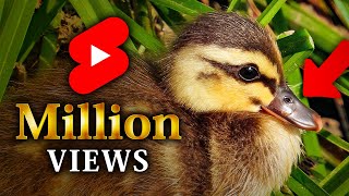 1 million views on YouTube shorts baby duck funny video 🦆🐤🐤 | duckling's great adventure