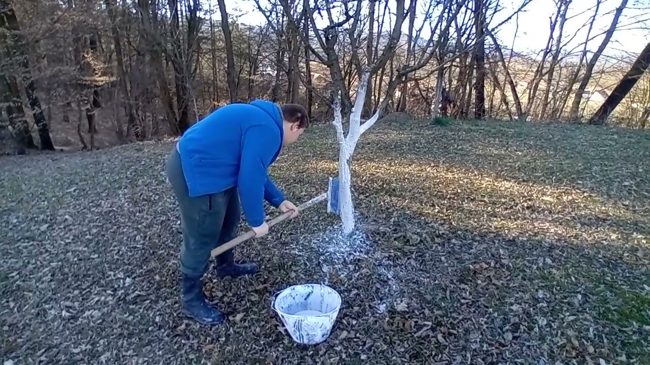 Krečenje voća u voćnjaku  3 dio