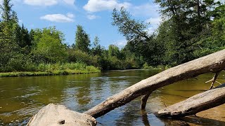 Paddling the Pine River, Manistee National Forest. (hour 1)