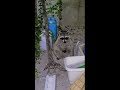 庭でペットが野生のアライグマに捕食されそうになる衝撃映像【＃shorts】