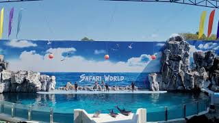 Safari World Dolphin Show Welcome #thailand #bangkok