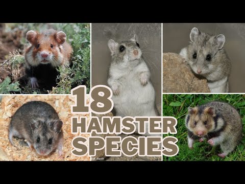 Video: Gray hamster: description and features of the species