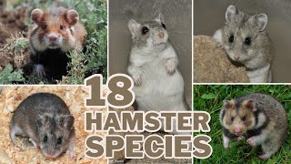 Meet the 18 Hamster Species
