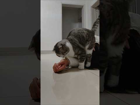Kedi Annesi, bayılma numarası yaparak kedisinin tepkisini ölçmek istedi❤️ #kedilervadisi #kedi #cat