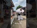 tutorial cara cepat memakai kostum can macanan