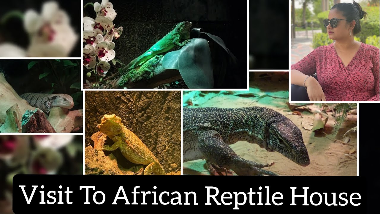 আফ্রিকান Reptile দের সঙ্গে পরিচয়।।Dubai Safari Park (part2)।।Most