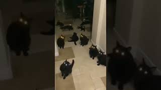 devil's cat 👿👿 #devil #shorts #ytshorts #cat #flash