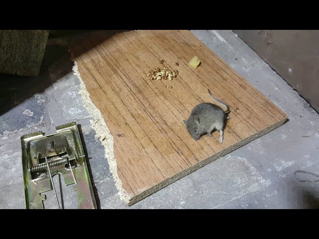 Как прогнать мышей с участка. Как избавиться от полевых мышей на дачном участке быстро и безопасно?